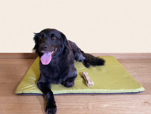 I benefici della cuccia ortopedica per il tuo cane