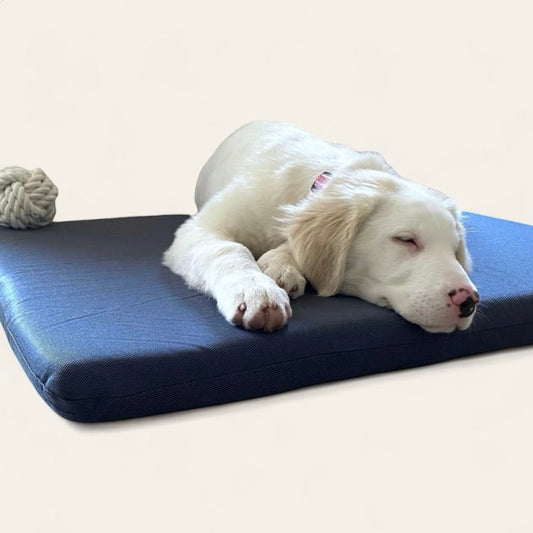 Come scegliere la cuccia perfetta per il tuo cane