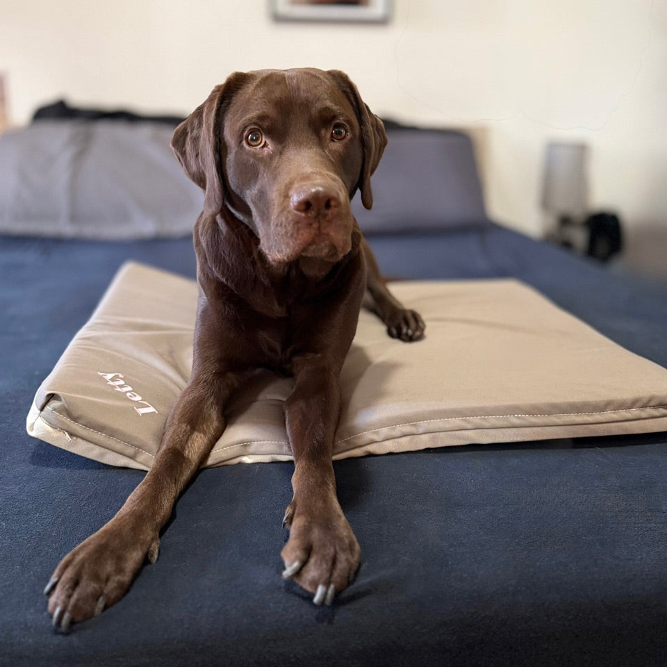 cane sulla confortevole cuccia ortopedica Letty