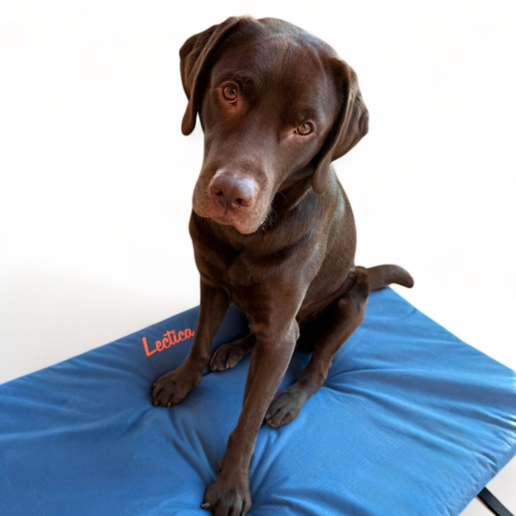 Cuccia in memory foam con maniglie per supporto in caso di emergenza