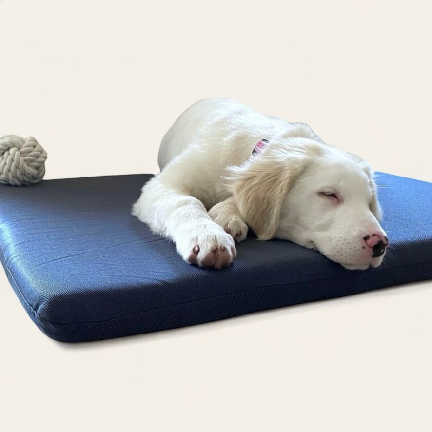 Come scegliere la cuccia perfetta per il tuo cane