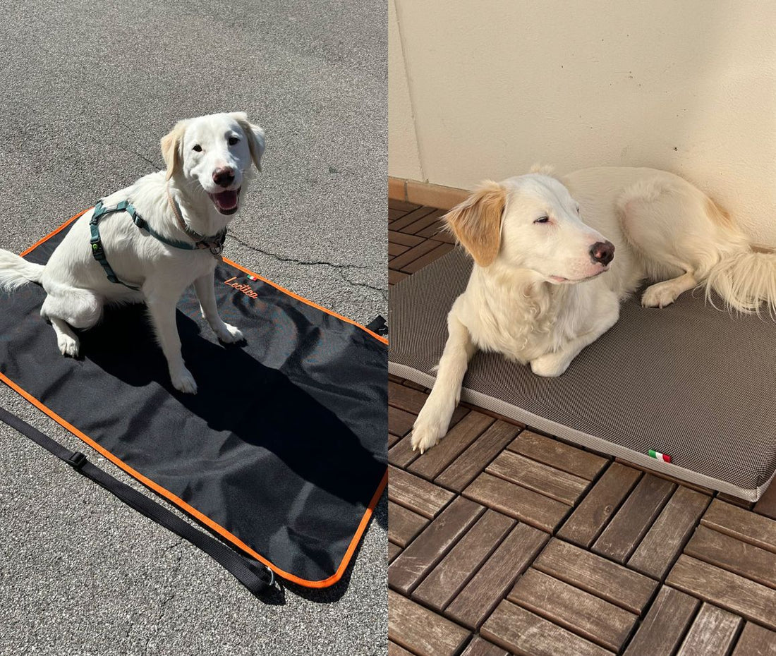 🐾 Letty o Lectica? Scopri le differenze tra il cuscino e la portantina Tartufo Rosa