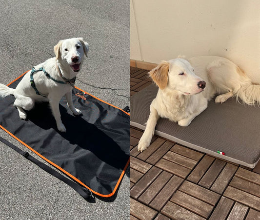 🐾 Letty o Lectica? Scopri le differenze tra il cuscino e la portantina Tartufo Rosa