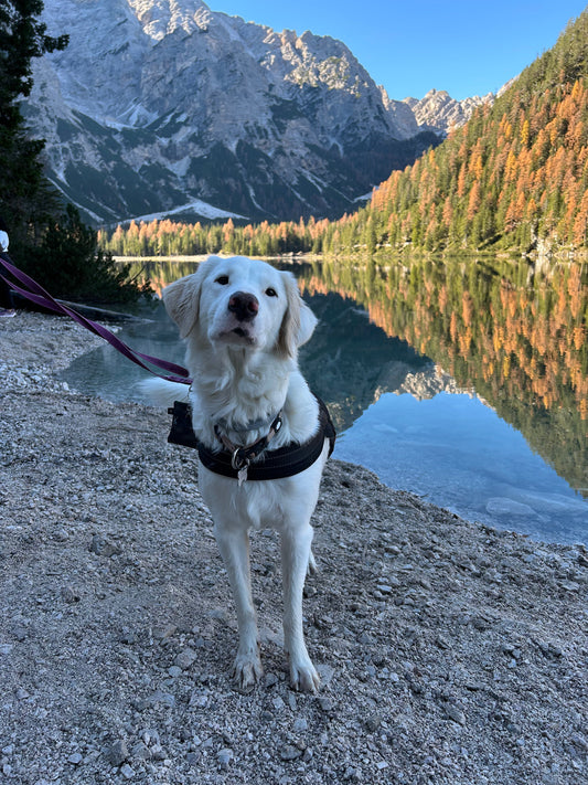 Mini Guida per viaggiare con il cane