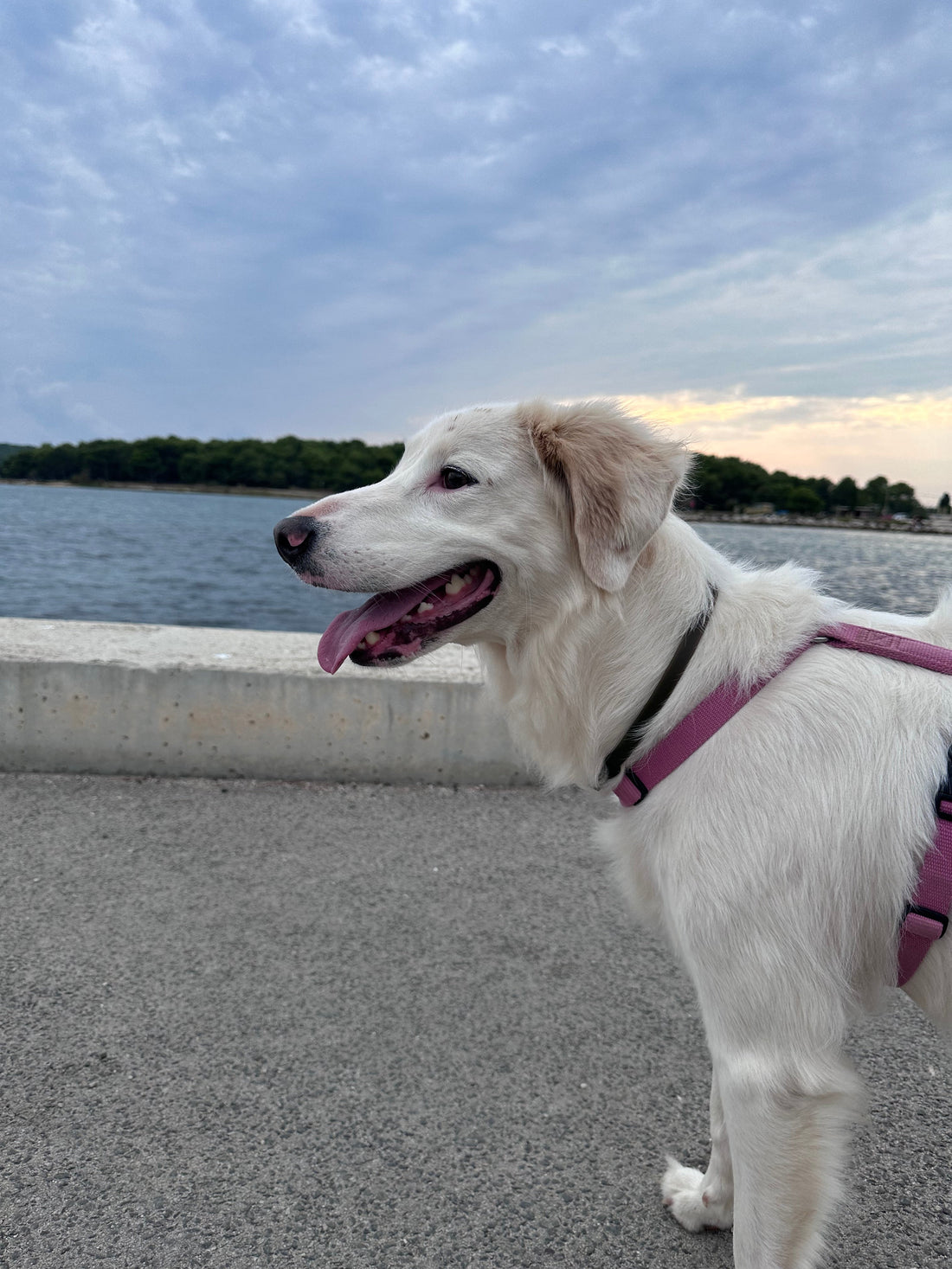 Vacanze con il cane: cosa portare per viaggiare sicuri, puliti e comodi