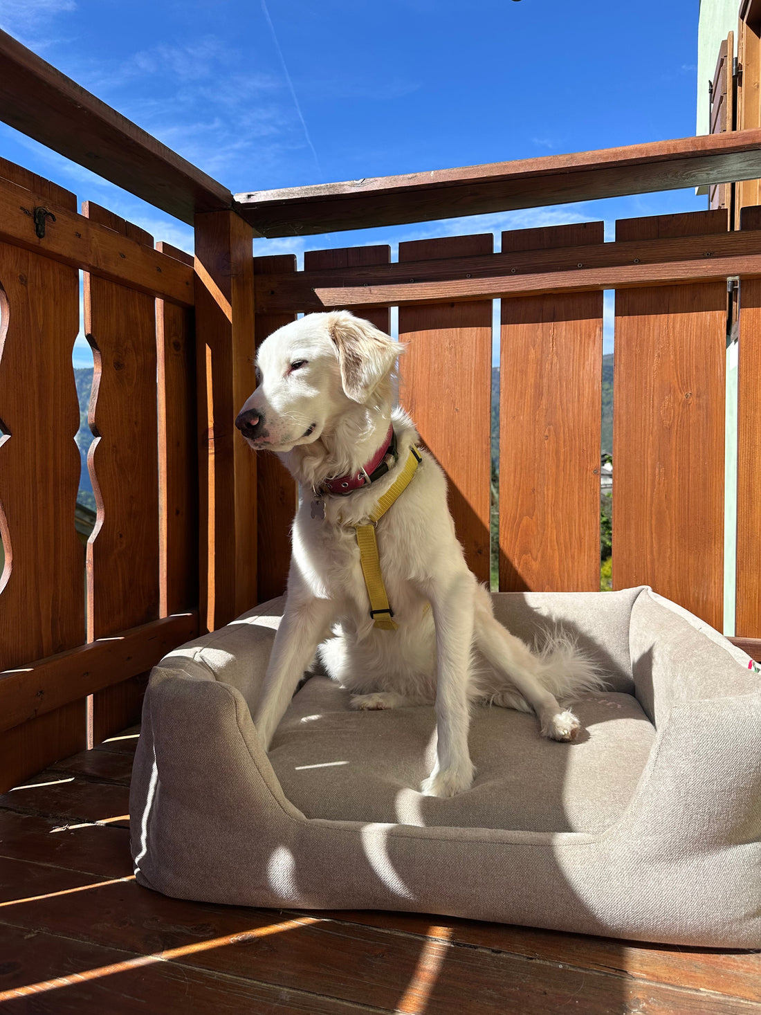 Cuccia memory foam per cani: perché migliora davvero il riposo