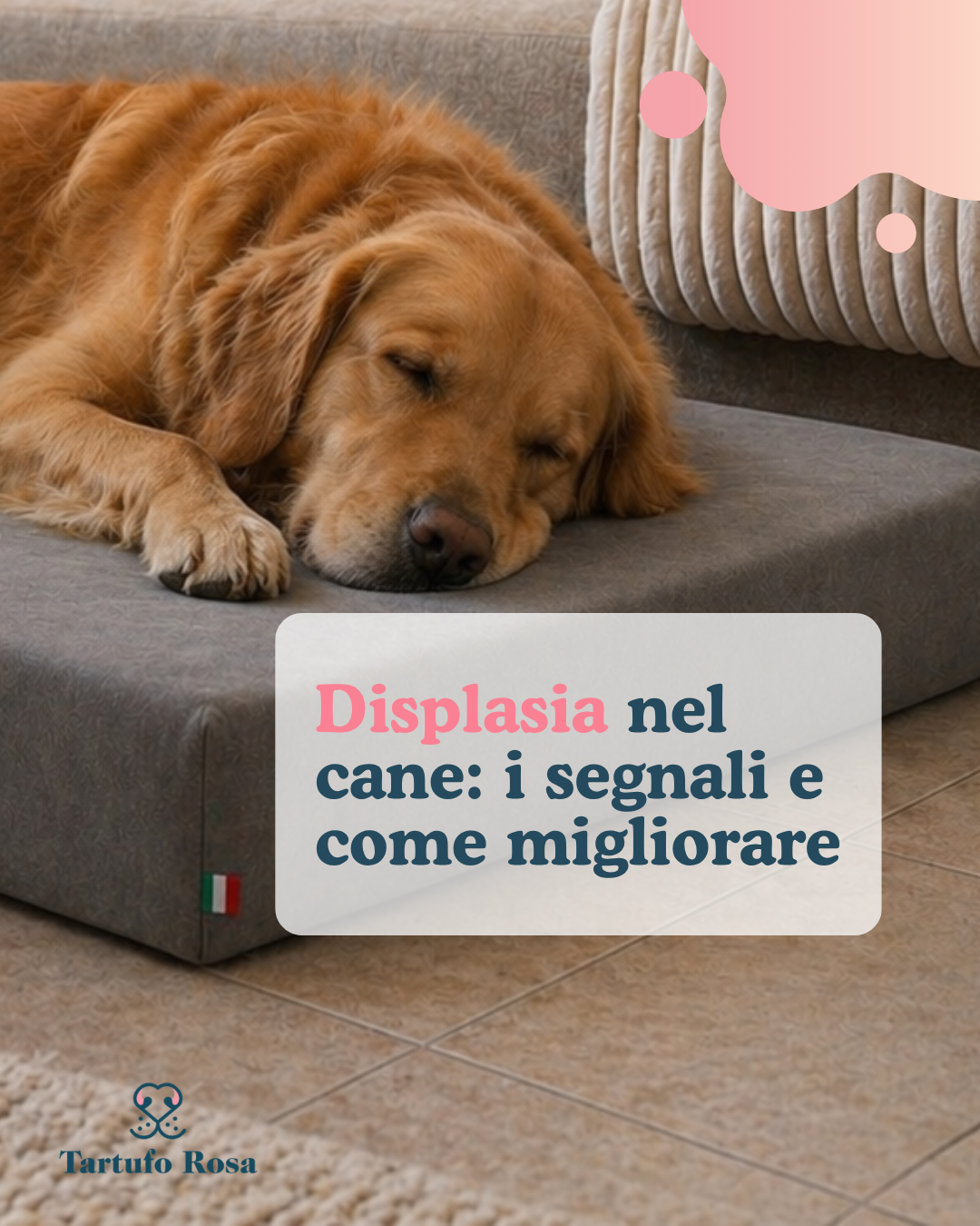Displasia dell'anca nel cane: sintomi e come una cuccia ortopedica può aiutare | Tartufo Rosa