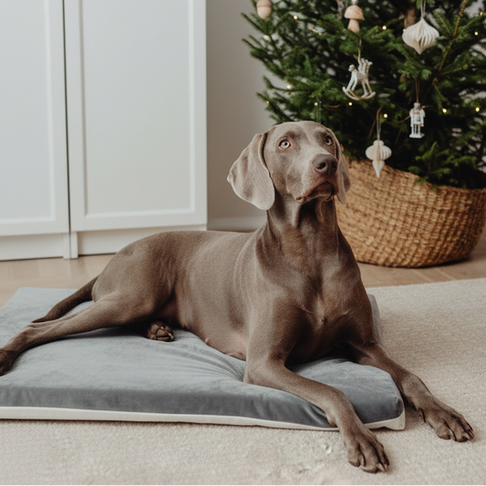 Dove Deve Dormire il Cane in Casa? Guida Completa al Riposo del Cane