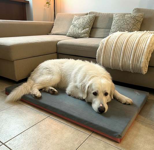 Cuccia ortopedica per cani: guida completa e scelta della misura | Letty