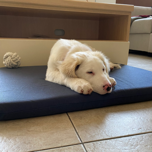 🌸 Perché Tartufo Rosa nasce da una storia d’amore (canina)