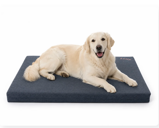 Come scegliere la cuccia giusta per il cane: guida scientifica a supporto, misure e materiali
