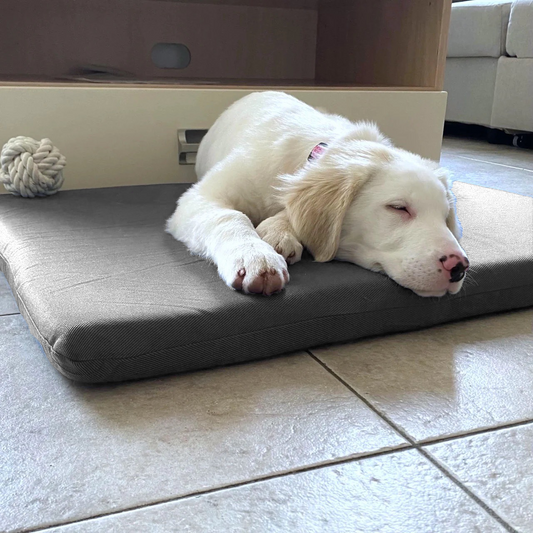 Cuccia in Memory Foam o in Ovatta? La differenza che fa il benessere