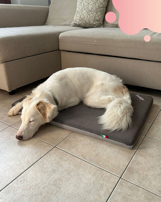 🐾 Come preparare il tuo cane all’inverno: comfort, calore e salute