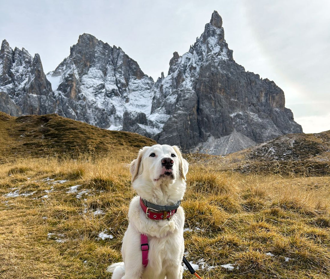 Passeggiate dog-friendly nelle Dolomiti 🏔️