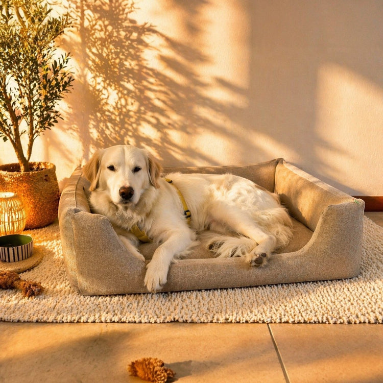 cuccia memory foam cane in velluto 