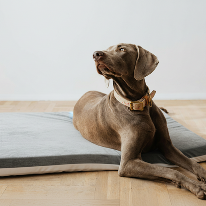 cuccia per cani in velluto sfoderabile e lavabile