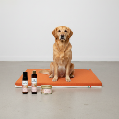 Kit Letty + Cura Completa