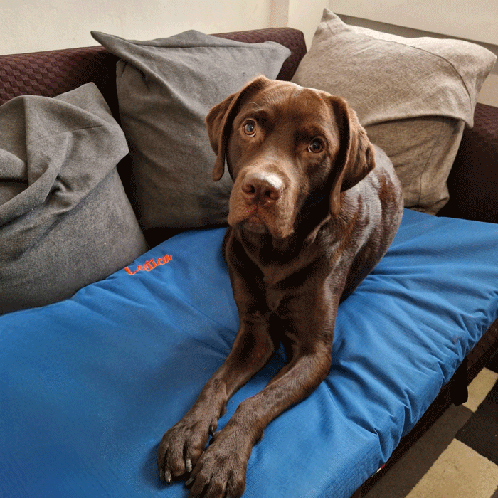 cane displasico che si riposa sulla cuccia ortopedica Lectica