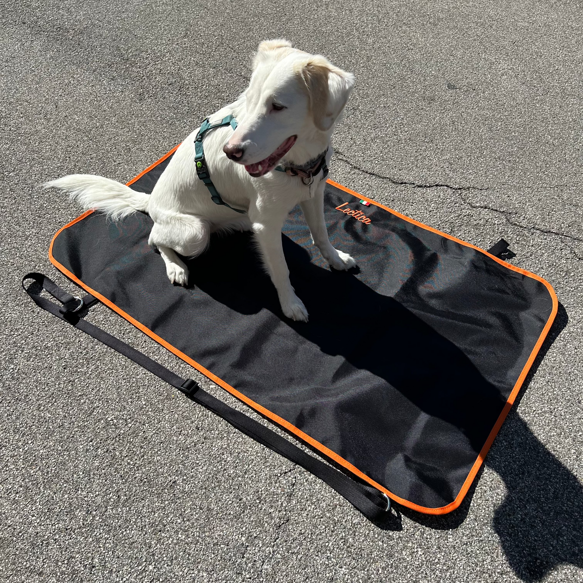 aiuto per cani disabili