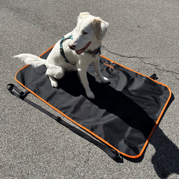 Cane steso sulla Lectica, supporto sicuro dopo un intervento chirurgico o un incidente