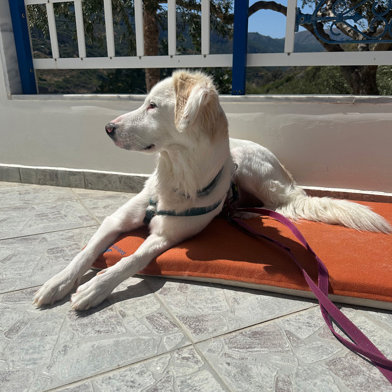 Cane seduto sulla cuccia in memory foam