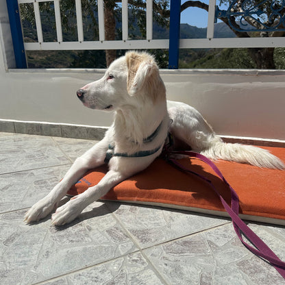 Cane seduto sulla cuccia in memory foam