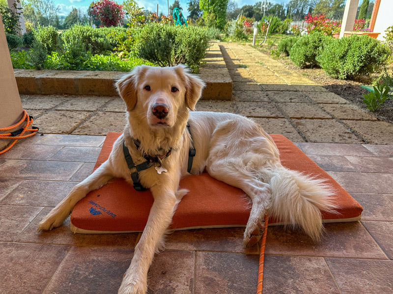 cane sdraiato sulla cuccia Letty in ambiente esterno grazie al tessuto resistente