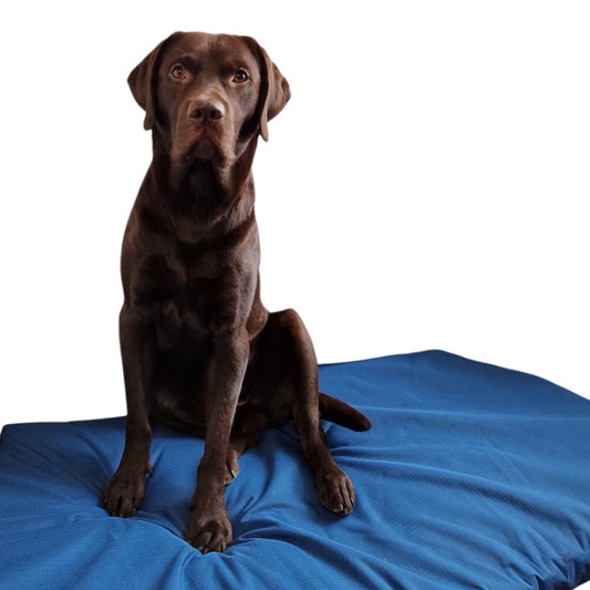 cuccia per cani diabili