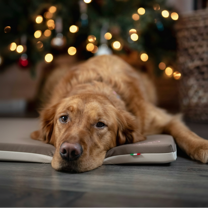 cane grande che si riposa sulla comoda cuccia in memory foam anti decubito