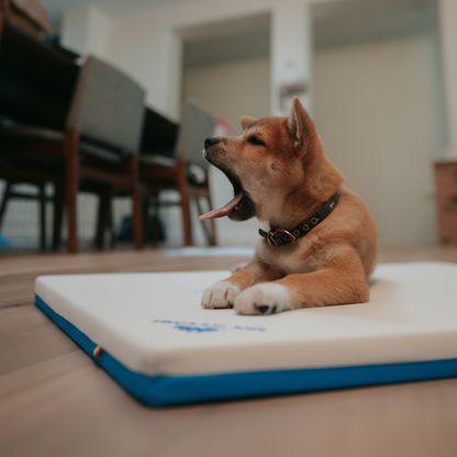 cucciolo di cane che si rilassa sul comodo cuscino in memory foam