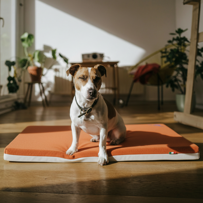 cane seduto che si riposa sul comodo cuscino Letty in memory foam