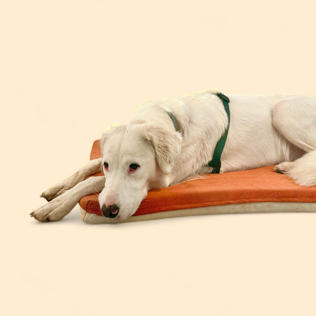 cuscino per cani ortopedico