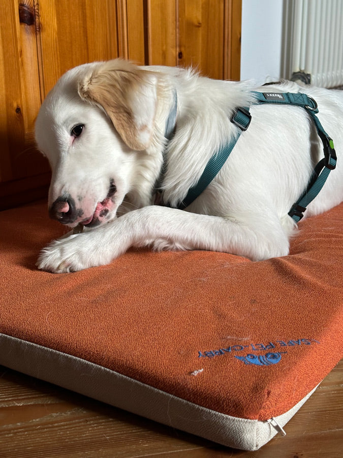 cane che mangia sulla cuccia Letty sfoderabile e lavabile in caso di sporco o macchie