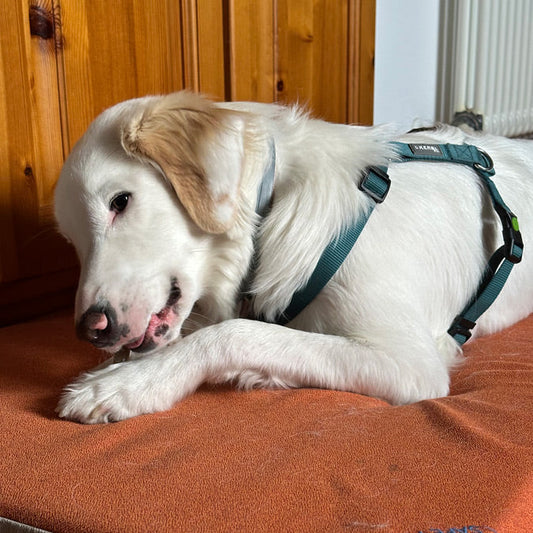 cane che mangia sulla cuccia Letty sfoderabile e lavabile in caso di sporco o macchie