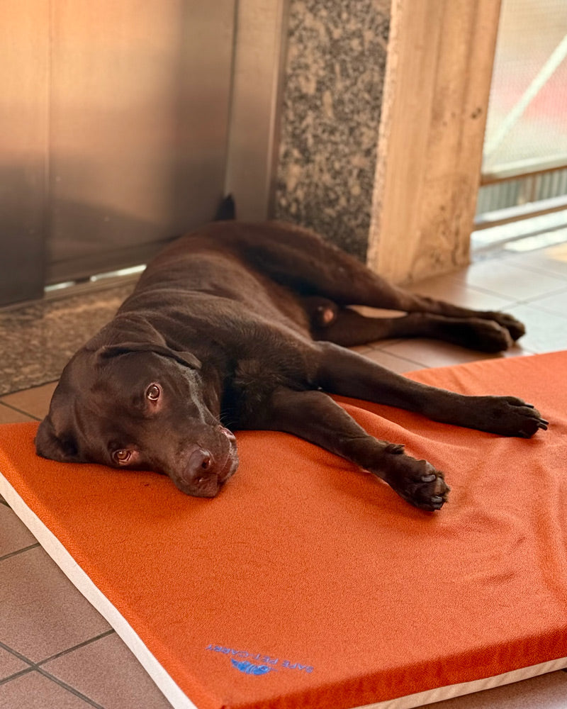 cane che si rilassa sulla cuccia letty ortopedica e anti decubito