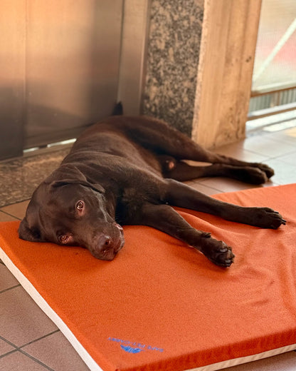cane che si rilassa sulla cuccia letty ortopedica e anti decubito