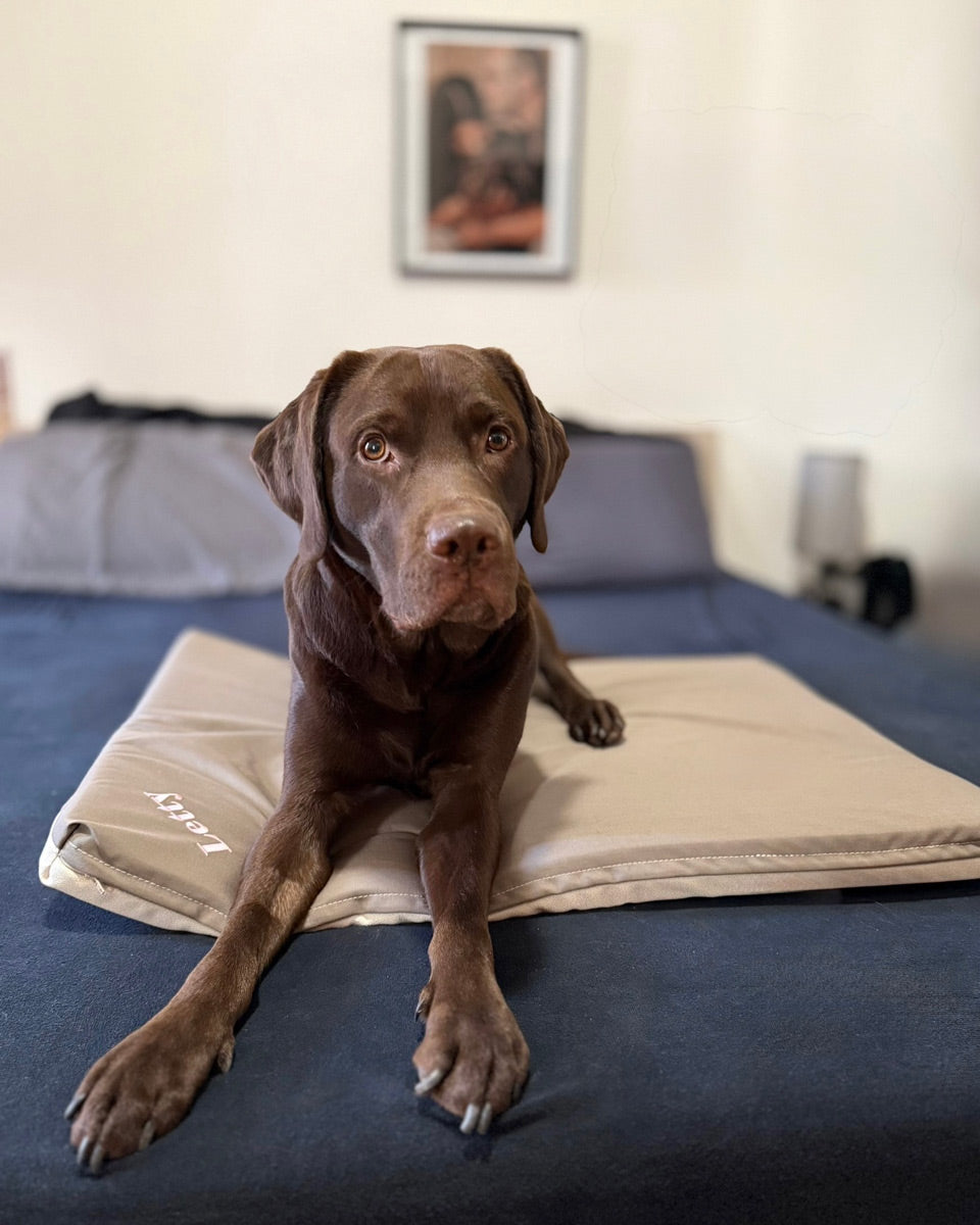 cane sulla confortevole cuccia ortopedica Letty