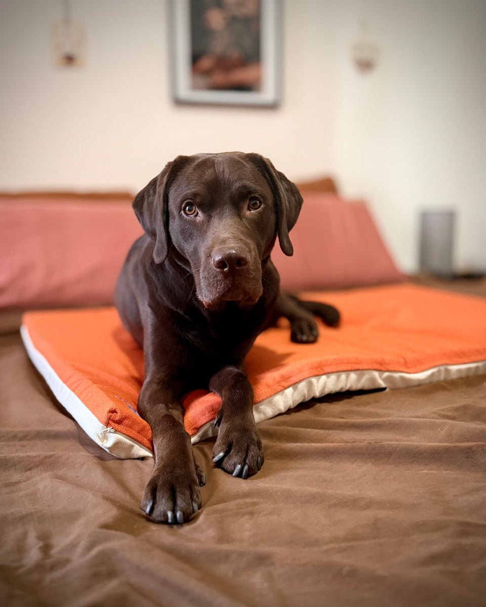 cuscino per cani con imbottitura 100% memory foam e certificata anti decubito