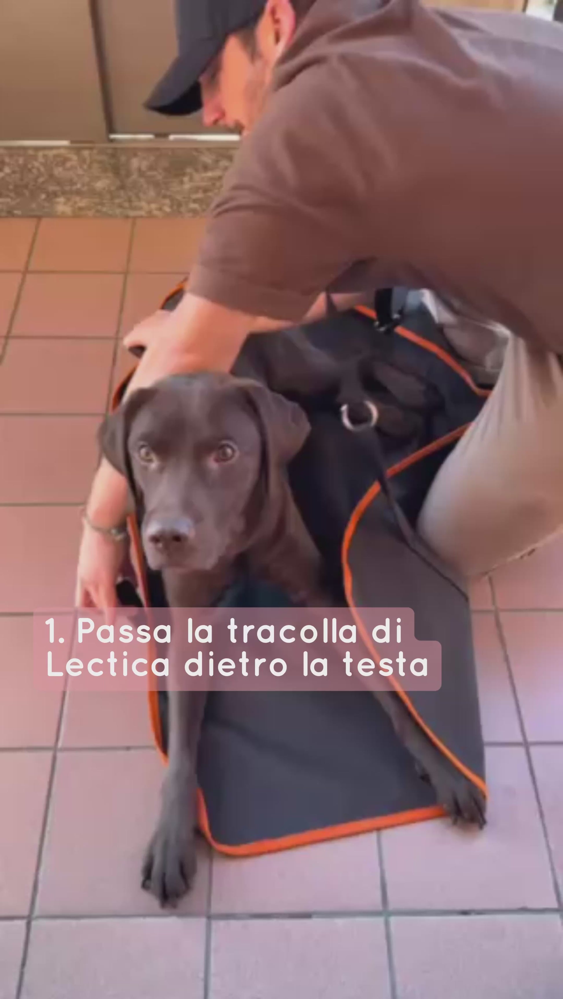 portantina per cani anziani o disabili