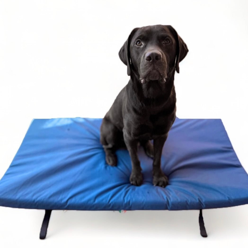 soluzione per cani disabili