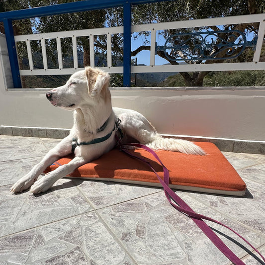 cane che dorme sereno sul cuscino Letty in memory foam